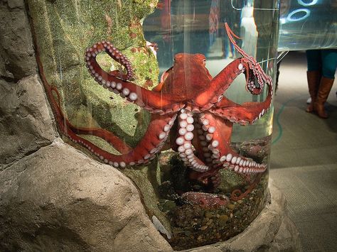 Giant Pacfiic Octopus - Seattle Aquarium Octopus In Aquarium, Octopus Tank Aquarium, Octopus Aquarium, Octopus Tank, Pacific Octopus, Giant Pacific Octopus, Seattle Aquarium, Large Mason Jars, Home Aquarium