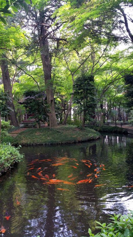 The summoning has begun in a temple in Tokyo Fish Core, Pond Pool, Modern Backyard, A Pond, Fish Pond, Garden Layout, Green Trees, Zen Garden, Nature Aesthetic