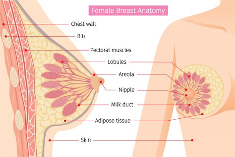 Understanding Breast Density | Western Missouri Medical Center Breast Anatomy, Educational Chart, Body Diagram, Mammary Gland, Human Body Anatomy, Adipose Tissue, Skin Tissue, Breast Health, Body Anatomy