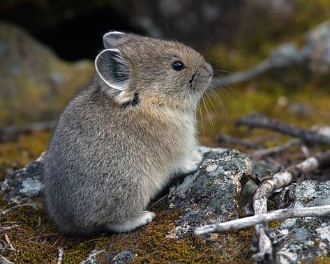 Pika Drawing, Pika Animal, American Pika, Little Animals, Animals Cute, Super Cute Animals, Silly Animals, Cute Wild Animals, Rodents