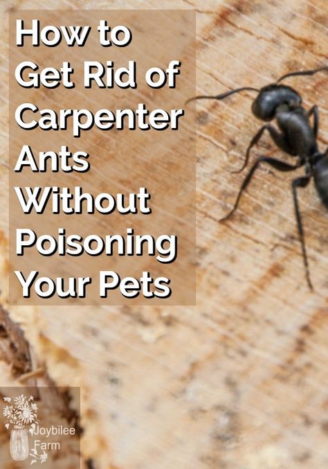 Ants In Kitchen, Get Rid Of Carpenter Ants, Kill Carpenter Ants, Ants In Garden, Repellent Diy, Carpenter Ants, Ant Spray, Ant Repellent, Ant Problem