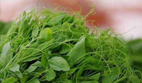 Pea Tendrils Recipe, Pea Tendrils, Green Pea Soup, Pea Shoots, Kitchen Basics, Pea Soup, Green Peas, Free Instagram, Home Cooking