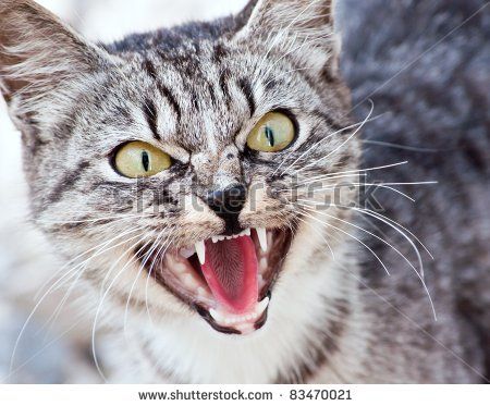 Angry Animals, Cat Expressions, Cat Anatomy, Cat Reference, Cerámica Ideas, Warrior Cats Art, Angry Cat, Cat Pose, Cat Character