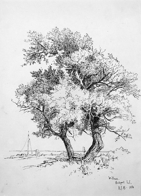 Tree Pencil Sketch, Nature Drawings, Plant Sketches, Landscape Pencil Drawings, Tree Drawings Pencil, Nature Sketch, Tree Sketches, Peanuts Cartoon, Landscape Sketch