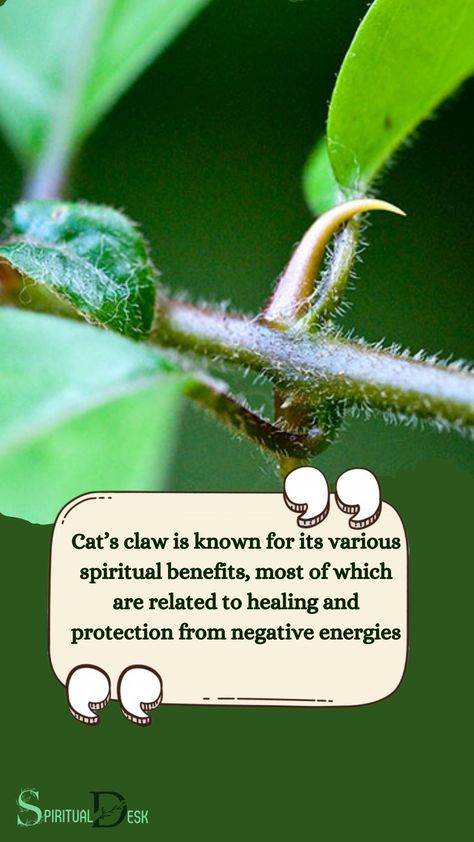 Cat’s Claw Spiritual Benefits Cat’s claw is known for its various spiritual benefits, most of which are related to healing and protection from negative energies. #instaenergy #instacat #known #protection #benefits #cats_of_world #bestcat #claw #negativeenergy #energy #healing #ilovecats Cats Claw Benefits, Chakra Alignment, Chakra System, Removing Negative Energy, Cat Claws, Emotional Resilience, Energy Flow, Spiritual Wellness, Spiritual Connection