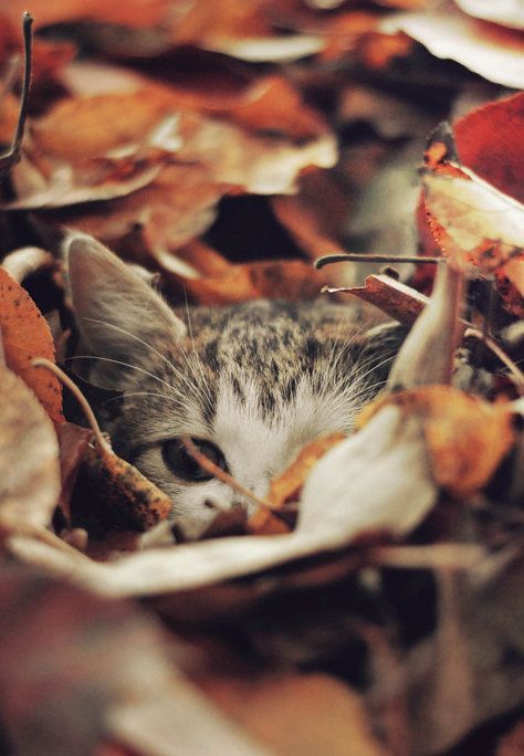 Funny Kitties, Meow Mix, Fall Time, Cozy Autumn, Kitty Kitty, Cat Stuff, Cute Kittens, Samhain, Cats Meow