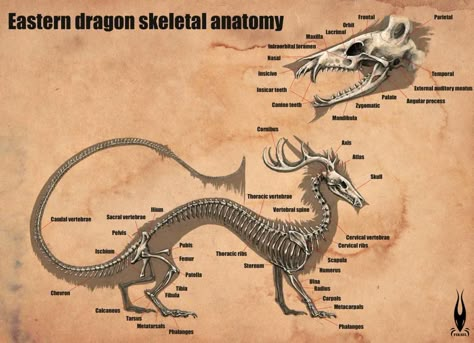 Korean Dragon, Dragon Anatomy, Eastern Dragon, Dragon Bones, Asian Dragon, Komodo Dragon, Beautiful Dragon, Dragon Head, Creature Feature