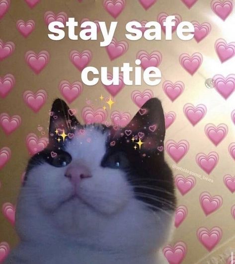 Wholesome Reaction, Punjabi Clothes, Yandere Aesthetic, Flirty Memes, Bahasa China, Cat Expressions, Wholesome Pictures, Cute Love Memes, Reaction Pic