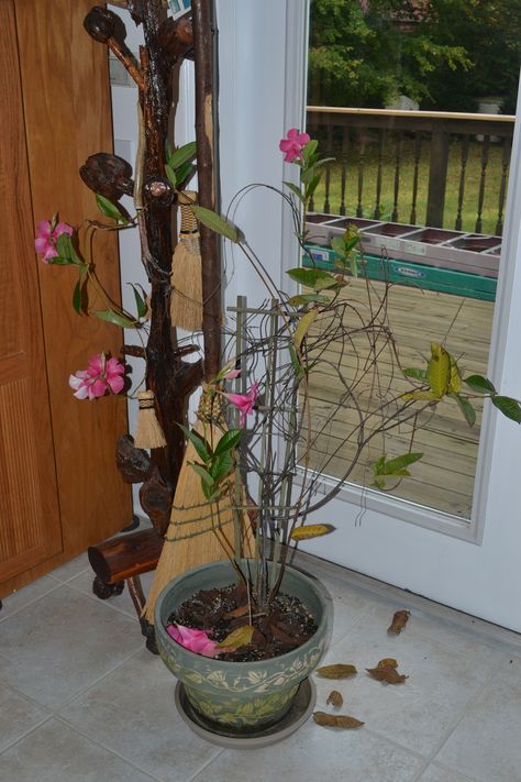 Winterizing Mandevillas: Tips For Overwintering A Mandevilla Vine - Mandevilla plants in winter survive the season in fine shape if you live in a tropical climate. However, if you live in a more northern climate, planting the vine in a container is the best way to go. Read this article for info on winterizing mandevillas. Mandeville Plant, Mandevilla Plant, Mandevilla Vine, Garden Vines, Overwintering, Winter Vegetables, Winter Plants, Garden Help, Landscaping Supplies