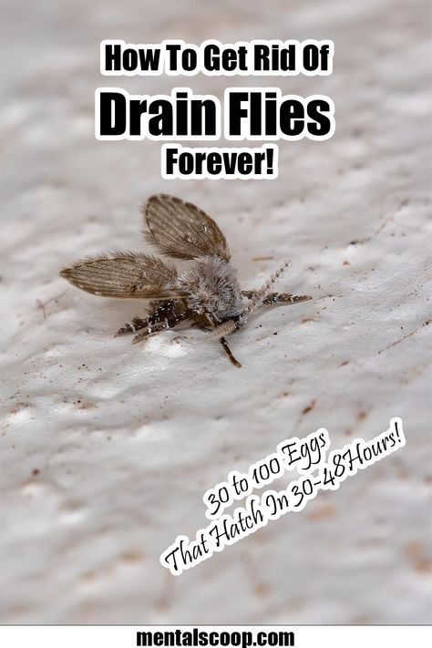 Fruit Flys How To Get Rid Of In Drain, Knats Killer Diy Drain, How To Get Rid Of Drain Flies In House, Sewer Flies How To Get Rid Of, How To Get Rid Of Drain Gnats, Drain Fly Remedy, Drain Flies How To Get Rid Of, Get Rid Of Flies In House, Fly Remedies