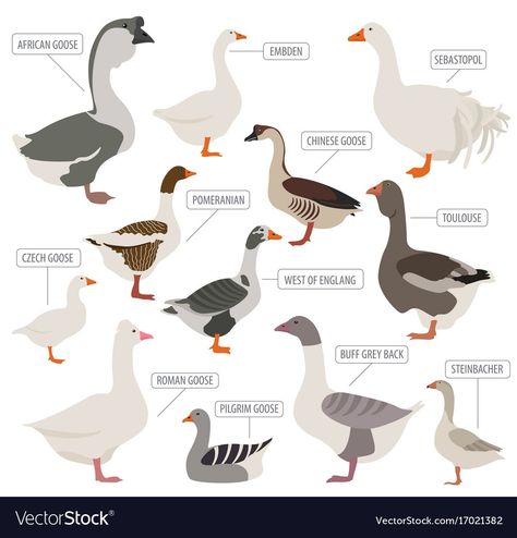 Sebastopol Geese, Geese Breeds, Best Egg Laying Chickens, Pigeon Pictures, Animal Classification, Bird Identification, Concept Art Drawing, Animal Posters, Bird Drawings