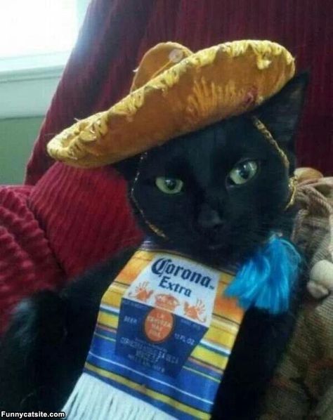 Want to have cheers with Mexican cat? Great Halloween Costumes, Cat Halloween Costume, Cat Icon, Funny Cat Memes, Cat Costumes, Funny Cat Pictures, Cool Halloween Costumes, Pet Costumes, Silly Cats