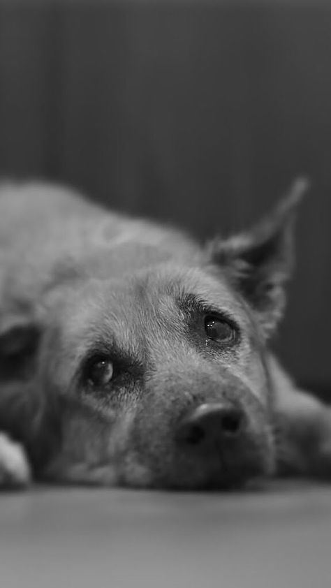 Abandoned Dogs, Street Dogs, Dog Eyes, Amazing Nature Photos, Animals Artwork, Old Dogs, Dog Photography, Shelter Dogs, Art References