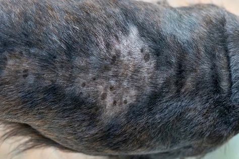 It's not difficult to spot a dog with dry skin. If the itching, scratching and biting don't give it away, the flaky skin and dry fur are easy to spot. Not only will dry skin irritate your pet, it could lead to more serious health troubles if left untreated. These 6 dog dry skin home remedy options are easy to use, and you probably already have the required supplies. Dry Skin On Dogs, Home Remedy For Dogs Itchy Skin, Home Remedy For Itchy Dog Skin, Home Remedies For Dogs Itchy Skin, Dog Dry Skin Remedy, Dog Has Itchy Skin Home Remedies, How To Treat Dogs Itchy Skin, Dog Lotion For Dry Skin, Dog Itchy Skin Remedy