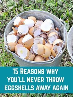 What do you do with your eggshells? If you throw them away or simply compost them, you're missing out on so many brilliant uses! Garden Remedies, Vegetable Garden Diy, Garden Help, Veg Garden, Home Vegetable Garden, Organic Gardening Tips, Garden Yard Ideas, Vegetable Garden Design, Summer Decorating Ideas