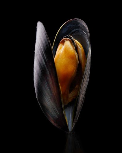 "Mussel" by Sebastian Colibar - #fstoppers #Food #mussel #opticalspot #seafood Mussel Photography, Mussels Photography, Grilled Mussels, Cooking Mussels, Baked Mussels, Mussels Recipe, Food Art Photography, White Wine Sauce, Mexican Street Corn