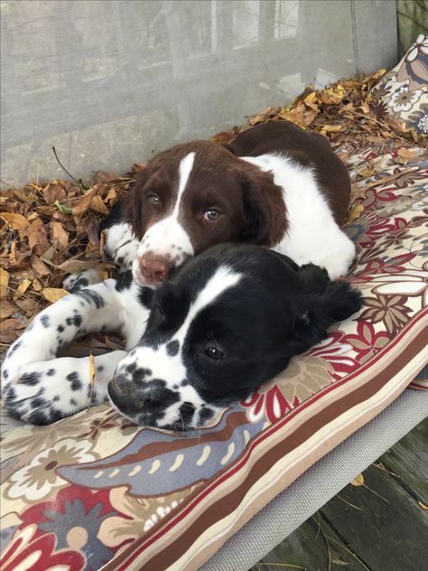 Brothers by different mothers Springer Spaniel Aesthetic, Springer Puppies, Tri Color Springer Spaniel, Cocker Spaniel Brown And White, English Springer Spaniel Black And White, Chocolate And Tan Cocker Spaniel, Springer Spaniel Puppies, Puppy Kisses, Spaniel Puppies