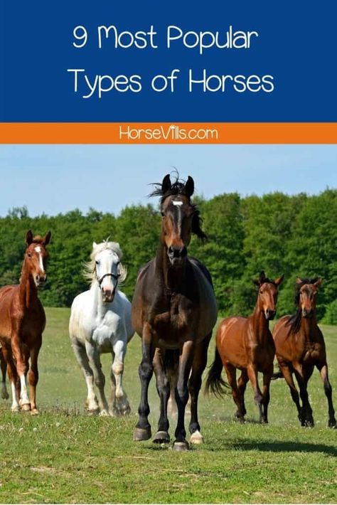 We've put together a guide about the most popular horse breeds, find out now Different Breeds Of Horses, Horse Breeds Chart, Best Horse Breeds For First Time Owners, Horse Size Comparison, Big Horse Breeds, Rare Horse Breeds, Connemara Pony, Different Horse Breeds, Rare Horses