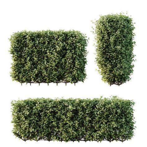 HQ Plants Ligustrum Ovalifolium Argenteum Aureum Box Hedge Golden Privet, Ligustrum Ovalifolium, Architecture Photoshop, Box Hedge, Boxwood Bush, Hedge Trees, Tree Photoshop, Box Hedging, Black Fruit