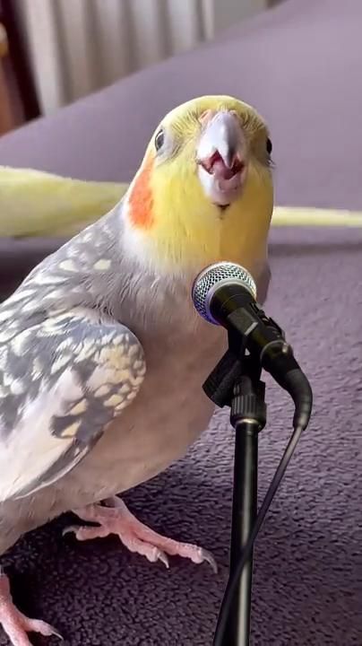 Funny Birds Videos, Ela Core, Love Birds Pet, Regnul Animal, Funny Animals With Captions, Animal Humour, Me Core, Funny Parrots, Animals Amazing