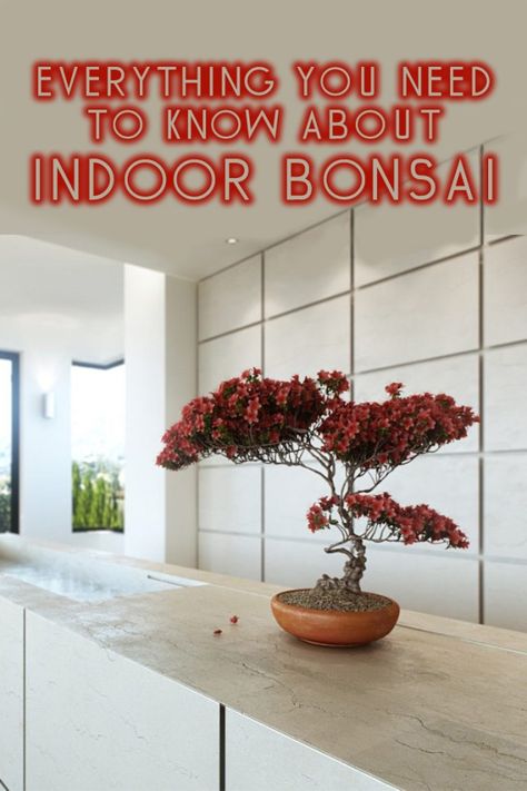 Everything You Need to Know About Indoor Bonsai Trees Japanese Maple Bonsai, Maple Bonsai, Bonsai Care, Bonsai Tree Types, Bonsai Techniques, Indoor Bonsai Tree, Indoor Bonsai, Plant Hacks, Japanese Maple Tree