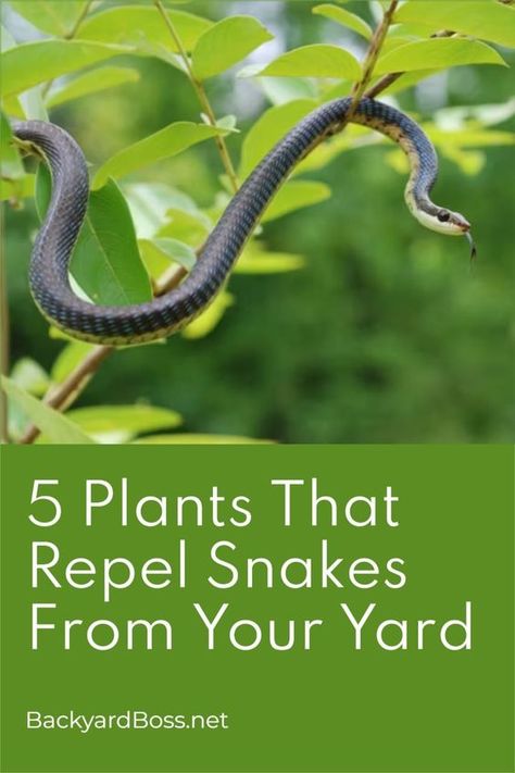 Snake Proof Garden, Plants That Repel Snakes, Snake Deterrent, Snake Repellant Plants, Coastal Yard, Snake Repellant, Spider Spray, Plants That Repel Bugs, Rodent Repellent