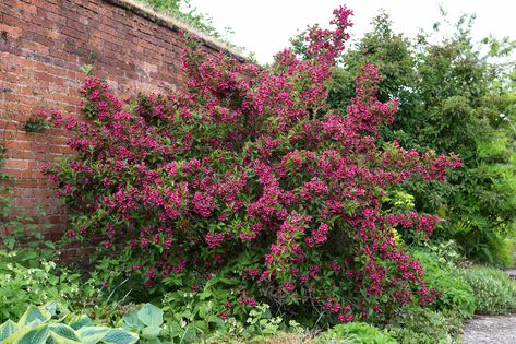 How to grow weigela Weigela Florida, Florida Trees, Bamboo Species, Sonic Bloom, Gardeners World, Low Maintenance Shrubs, British Garden, Foundation Planting, Tree Seeds