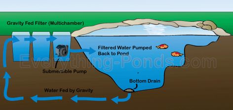 Improving Water Quality with a Biological Pond Filter - Everything ... Pond Filter System, Ikan Air Tawar, Kolam Koi, Living Pool, Natural Swimming Ponds, Garden Pond Design, Diy Pond, Pond Filters, Pond Water Features