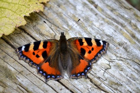 Small Tortoishell Butterfly Aglais Urticae Tortoiseshell Butterfly, Small Tortoise, Sleepy Orange Butterfly, Orange Sulphur Butterfly, Red Spotted Admiral Butterfly, Red Spotted Purple Butterfly, Flying Flowers, Natural Phenomena, Colorful Butterflies