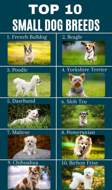 Dogs Small Breed, Different Dog Breeds Pictures, Cute Small Pets To Have, Cute Small Breed Dogs, Small To Medium Dog Breeds, Small Dog Breeds Low Maintenance, Small Dogs That Dont Shed, Small Dog Aesthetic, Dogs That Stay Small