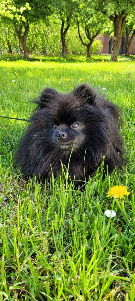 Pomeranian Black, Black Pomeranian Puppies, Spitz Pomeranian, Black Pomeranian, Spoiled Dogs, Brown Puppies, Sunny Morning, Dream Dog, Pomeranian Dog