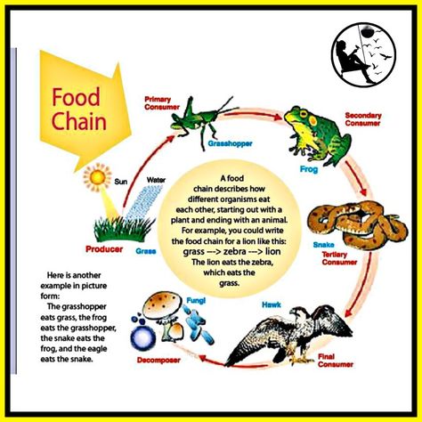 Science Food Chains, What Is Food, Basic Geography, Trophic Level, Forest Cartoon, Organization Notes, Eat The Frog, Attendance Sheet, General Science