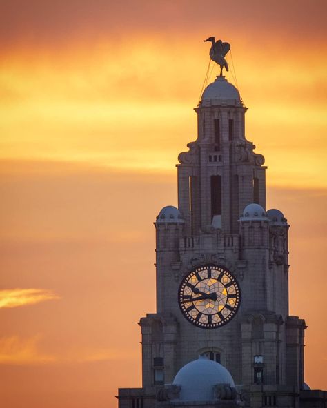 Liverpool Royal Liver Building liver bird at sunset Liver Building Liverpool, Nan Tattoo, Liver Bird, Liverpool Tattoo, Liver Building, Liver Damage, Liverpool History, Liverpool City, Liverpool England