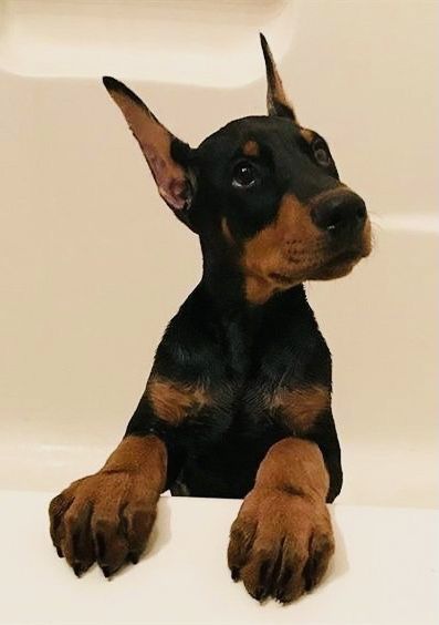 Doberman, A Black, Dogs, Black