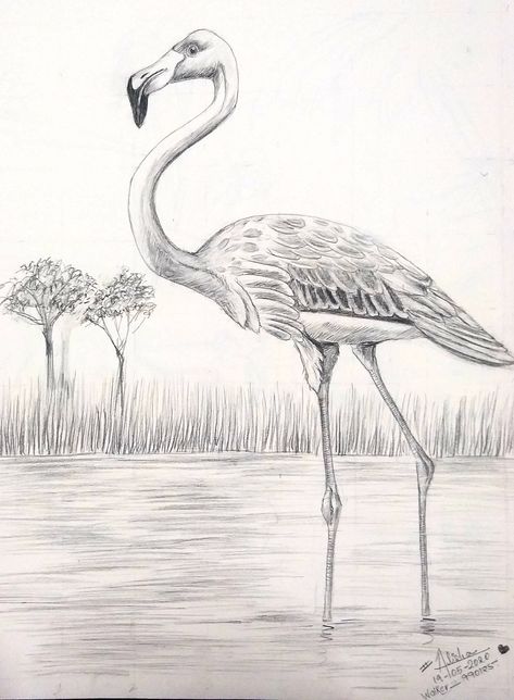 Drawing Flamingo, Deer Drawing, Pencil Drawings For Beginners, Pencil Drawings Of Animals, Drawing Lessons For Kids, Bird Sketch, Art Tutorials Watercolor, Art Painting Tools, Pencil Shading