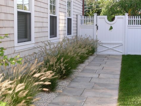 Fountain Grasses(Pennisetum), with their bottlebrush plumes, soften the walkway of this lovely coastal cottage home in in Westport, Connecticutt. Photography courtesy of Janice Parker Landscape Architects. Gardenista Connecticut Coast, Coastal Landscaping, Walkway Landscaping, White Fence, Grasses Landscaping, Coastal Gardens, Beach Cottage Decor, Beach Cottage Style, Home Landscaping