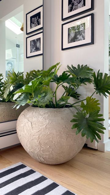 Crate And Barrel Sphere Planter, Crate And Barrel Planters, Huge Pots Planters, Beautiful Potted Plants, Diy Large Round Planter, Large Planters Indoor Living Rooms, Diy Round Planter, Large Potted Plants Indoor, House With Plants Aesthetic