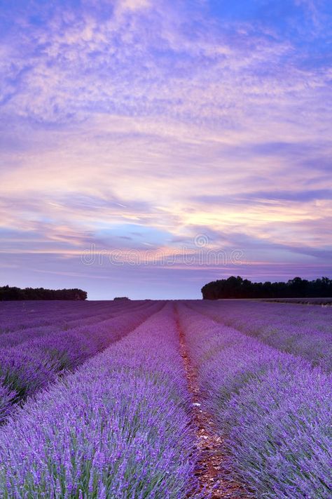 Provence lavender sunset. Sunset over a summer lavender field in Provence, Franc , #affiliate, #sunset, #lavender, #Provence, #Sunset, #France #ad Beverly Hills Hotel Wallpaper, Sunset Tumblr, Beautiful Summer Wallpaper, Shades Of Lavender, Field Wallpaper, Provence Lavender, Cute Summer Wallpapers, Lavender Aesthetic, Wallpaper Iphone Summer