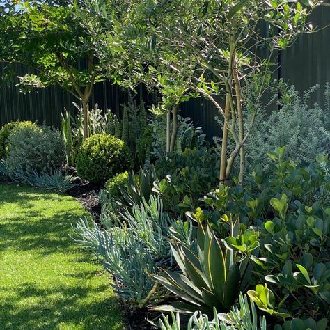 Olive Tree Garden, Blue Chalk Sticks, Garden Redesign, Olive Trees Garden, African Garden, Chalk Sticks, Pool Plants, Front Courtyard, Tree Garden