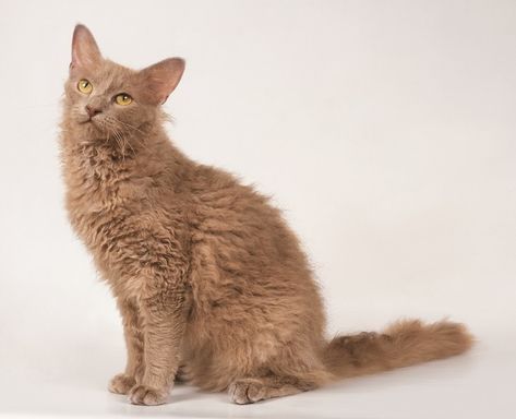 Luscious Locks: Meet the LaPerm - Catster Laperm Cat, Small Cat Breeds, Cat Toilet Training, Laperm, Dog Insurance, Cat Dander, Cat Toilet, Cat Reference, Fancy Cats