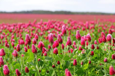 Blooming red clover. Field of blooming clover plants, trifolium pratense, with p , #Ad, #blooming, #plants, #trifolium, #Field, #Blooming #ad Red Clover Field, Clove Plant, Farm Crops, Trifolium Pratense, Clover Field, Clover Plant, Red Clover, Diy Business Cards, Blooming Plants