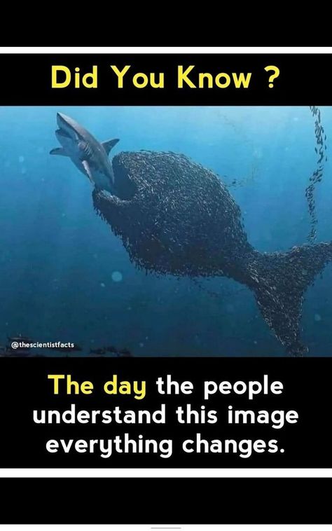 Psychological Facts Interesting, Swimming In The Ocean, Interesting Science Facts, True Interesting Facts, Cool Science Facts, Meaningful Pictures, Shocking Facts, Learn Facts, Wow Facts