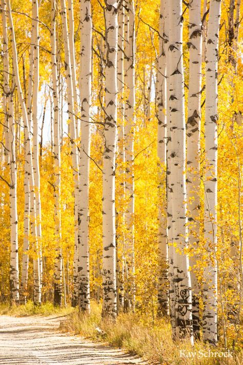 Aspen Alley in pictures - A Ranch Mom Aspen Drawing, Aspen Trees Photography, Yellow Paintings, 자작나무 그림, Paint Trees, 숲 사진, Birch Tree Art, Wyoming Travel, Aspen Tree