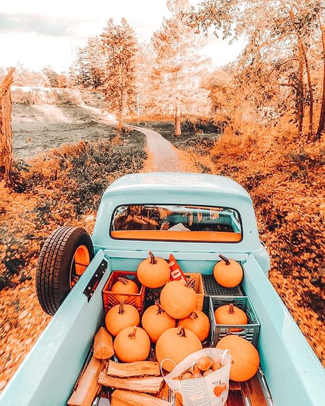 Pumpkins, Halloween, Bed