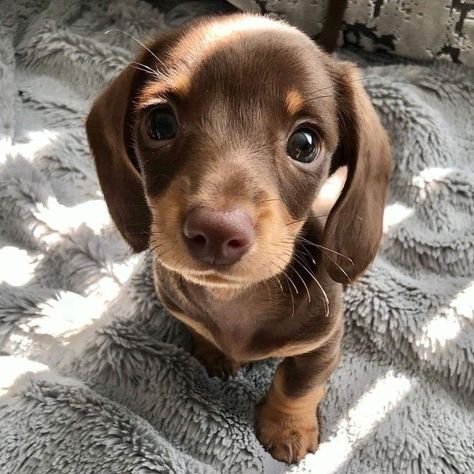 Really Cute Puppies, Dachshund Mix, Very Cute Dogs, Puppy Lover, Dachshund Puppies, Mixed Breed Dogs, Dachshund Puppy, Tiny Dogs, Dachshund Love