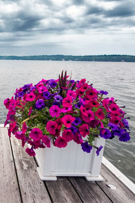 Plant Hanging Ideas, Petunia Planter, Petunia Hanging Baskets, Petunia Care, Blooms All Summer, Wave Petunias, Petunia Plant, Petunia Flower, Plant Hanging