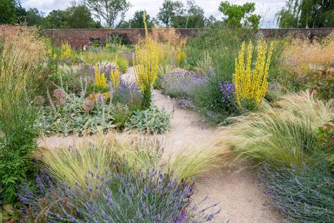 How to plant a gravel garden | House & Garden Gravel Bed Landscaping, Festuca Glauca Intense Blue, Socal Garden, Landscape Gravel, Gravel Garden Ideas, Cabin Landscape, Hornbeam Hedge, Mushroom Compost, Beth Chatto