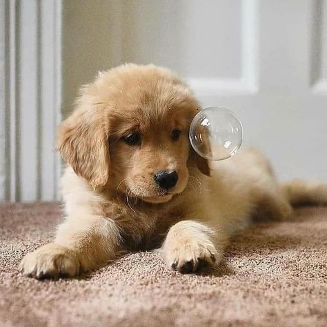 Golden Retriever Photoshoot, Puppy Photoshoot, Golden Family, Golden Retriever Puppies, Golden Puppy, Best Puppies, Retriever Puppies, Pretty Dogs, Puppy Lover