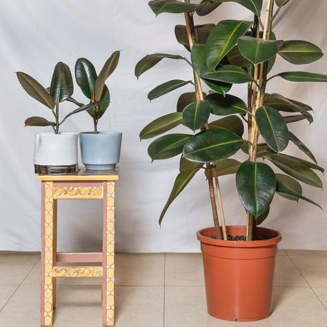 Everything You Need to Know About Caring for a Rubber Plant Rubber Plant Indoor, Rubber Plant Care, Rubber Tree Plant, Indian Garden, Plant Tips, Plant Benefits, Home Balcony, Ficus Elastica, Plant Tattoo