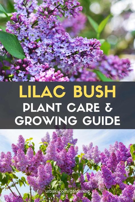 Common lilac bushes (Syringa vulgaris) are deciduous shrubs that bloom in late spring. They are part of the olive family, along with other ornamental plants such as ash, forsythia, and lavender bushes. The remarkable quality of many varieties of lilac is the sweet fragrances of its flowers. The flowers appear in mid to late spring in clusters or branched panicles. Each flower is about 1/3 inch in diameter. The leaves are gray-green to blue-green in color and are about 5 to 5 inches long... Common Lilac Bush, Yard Zen, Lavender Bushes, Lilac Varieties, Common Lilac, Lilac Plant, Lavender Bush, Lilac Bush, Bushes And Shrubs